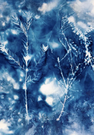 cyanotype