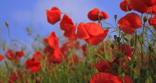 coquelicots